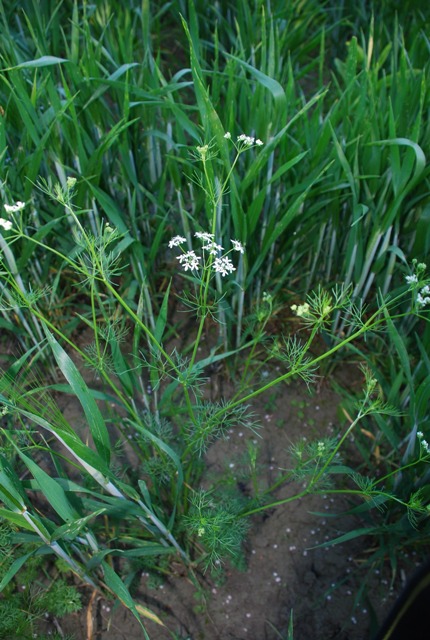 Bifora radians / Bifora raggiata